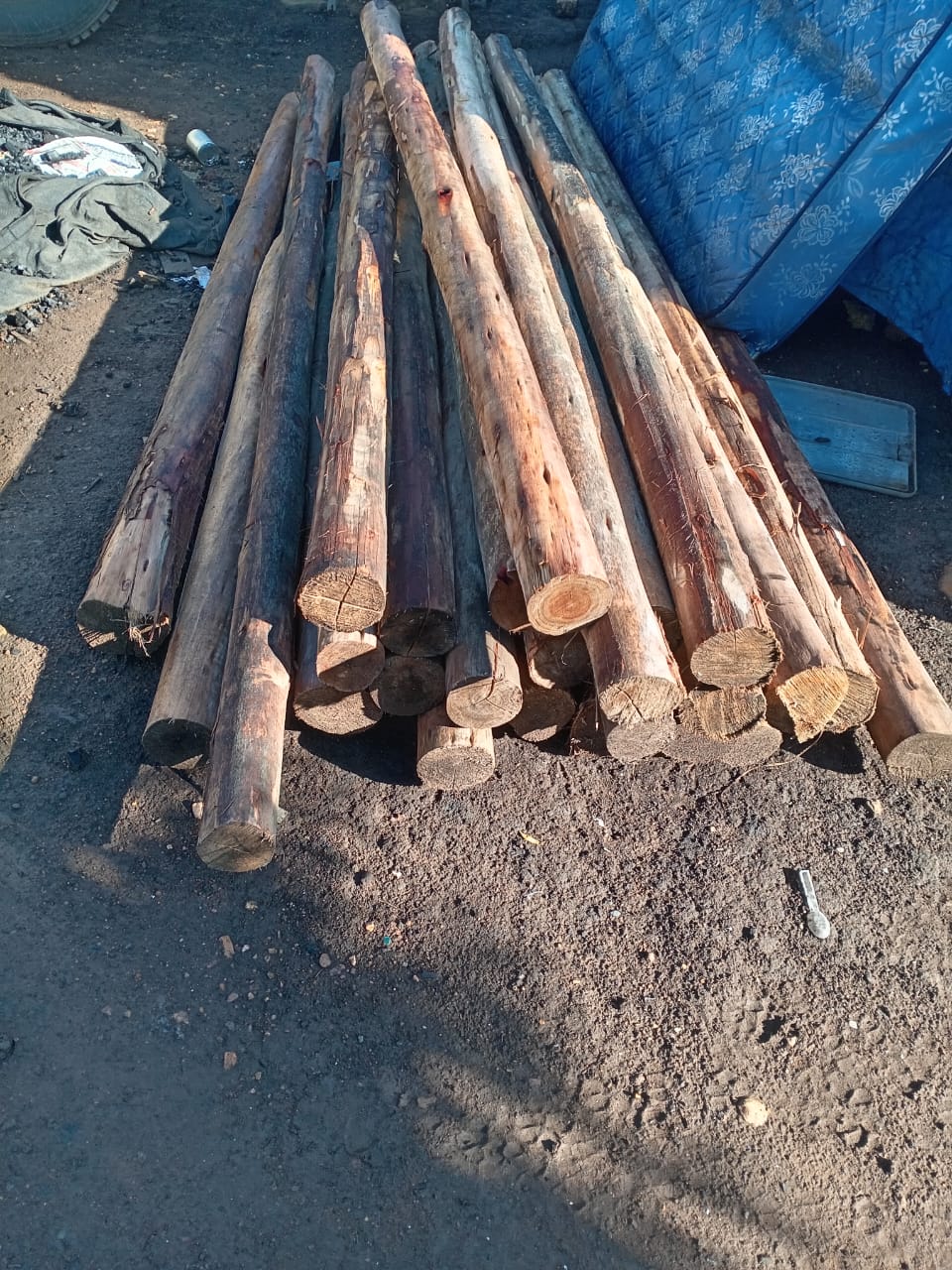 Wooden poles ready for delivery